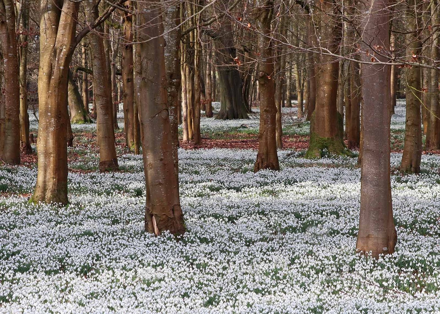 Snowdrops at Welford Park, Berkshire & Maidenhead